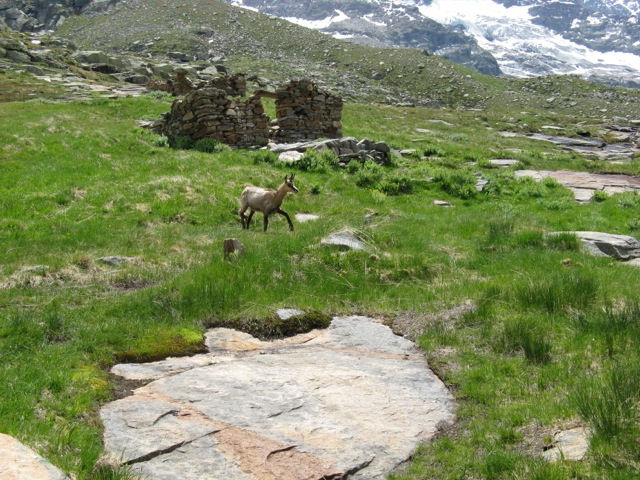 Chamois